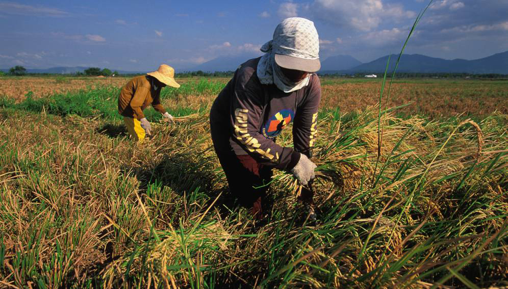 Improving Philippine Agriculture